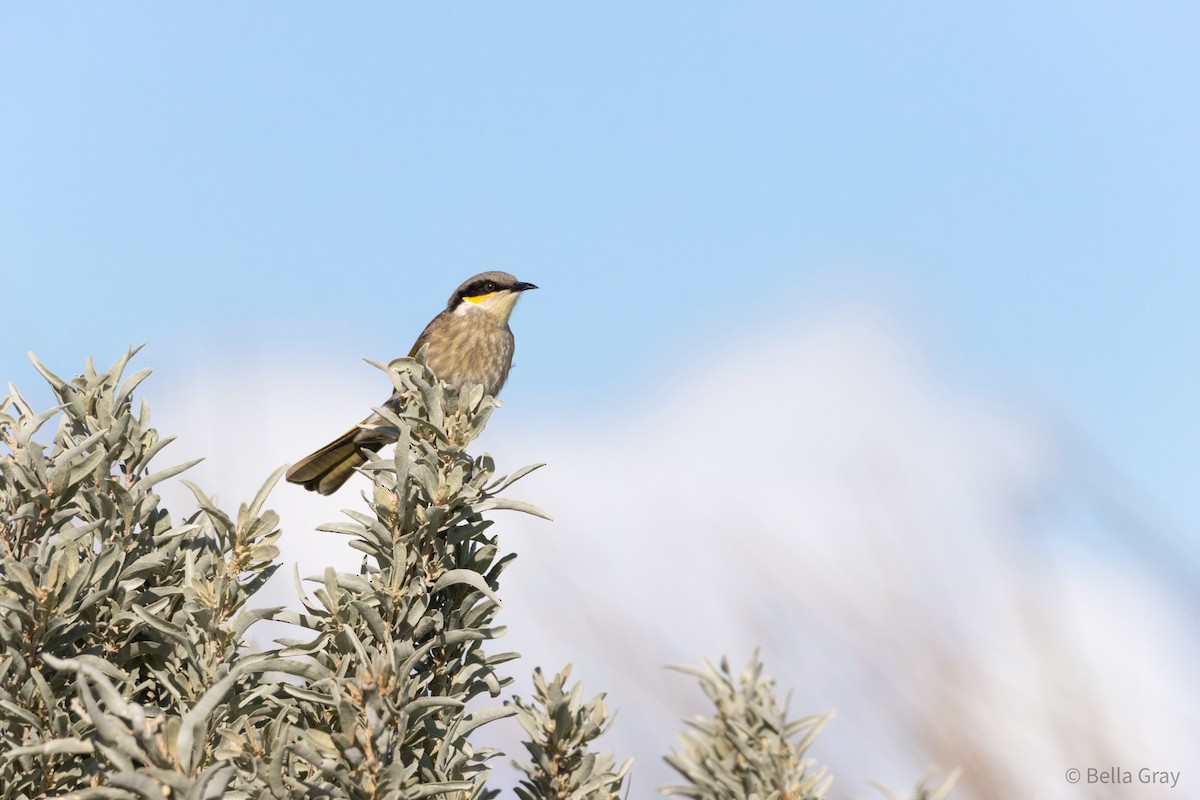 Singing Honeyeater - ML355591181