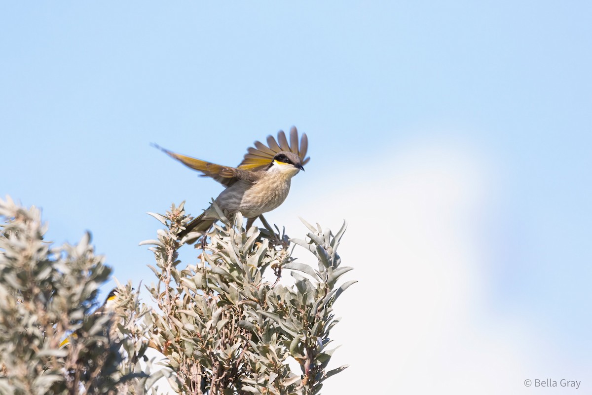 Singing Honeyeater - ML355591191