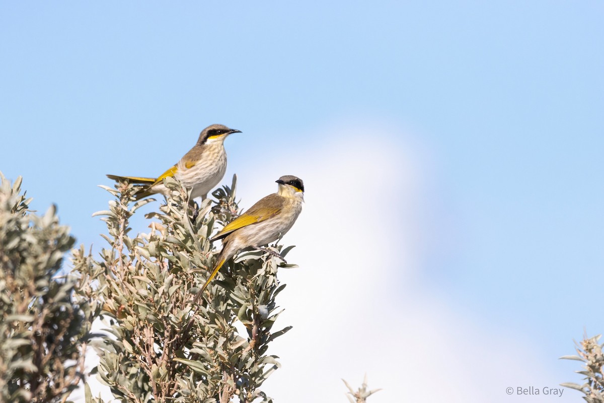 Singing Honeyeater - ML355591201