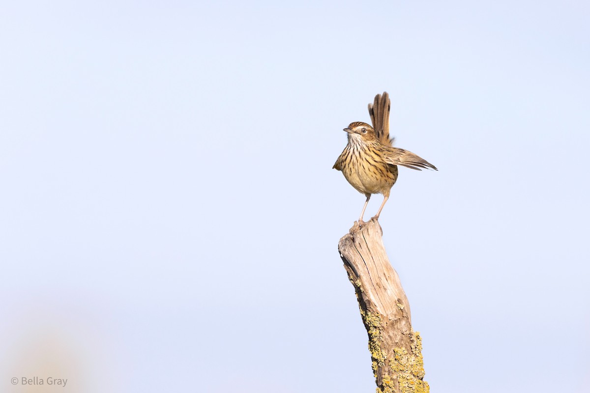 Striated Fieldwren - ML355591411