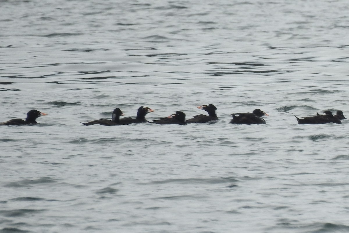 Surf Scoter - ML355591801