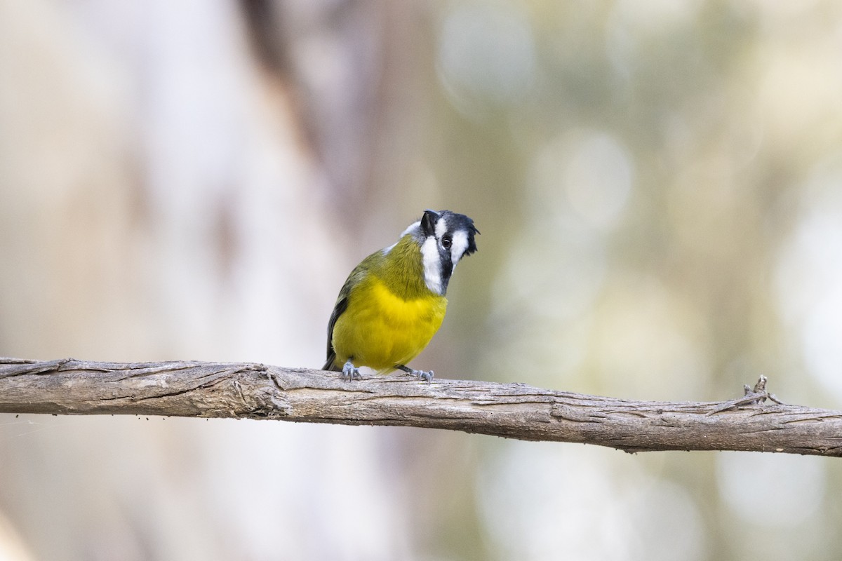 Eastern Shrike-tit - ML355591821