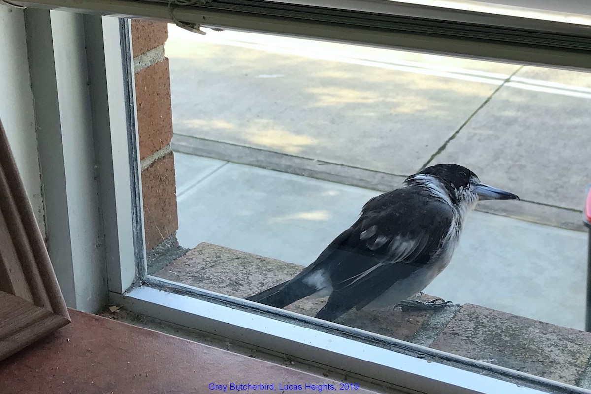 Gray Butcherbird - Steve  McIntosh