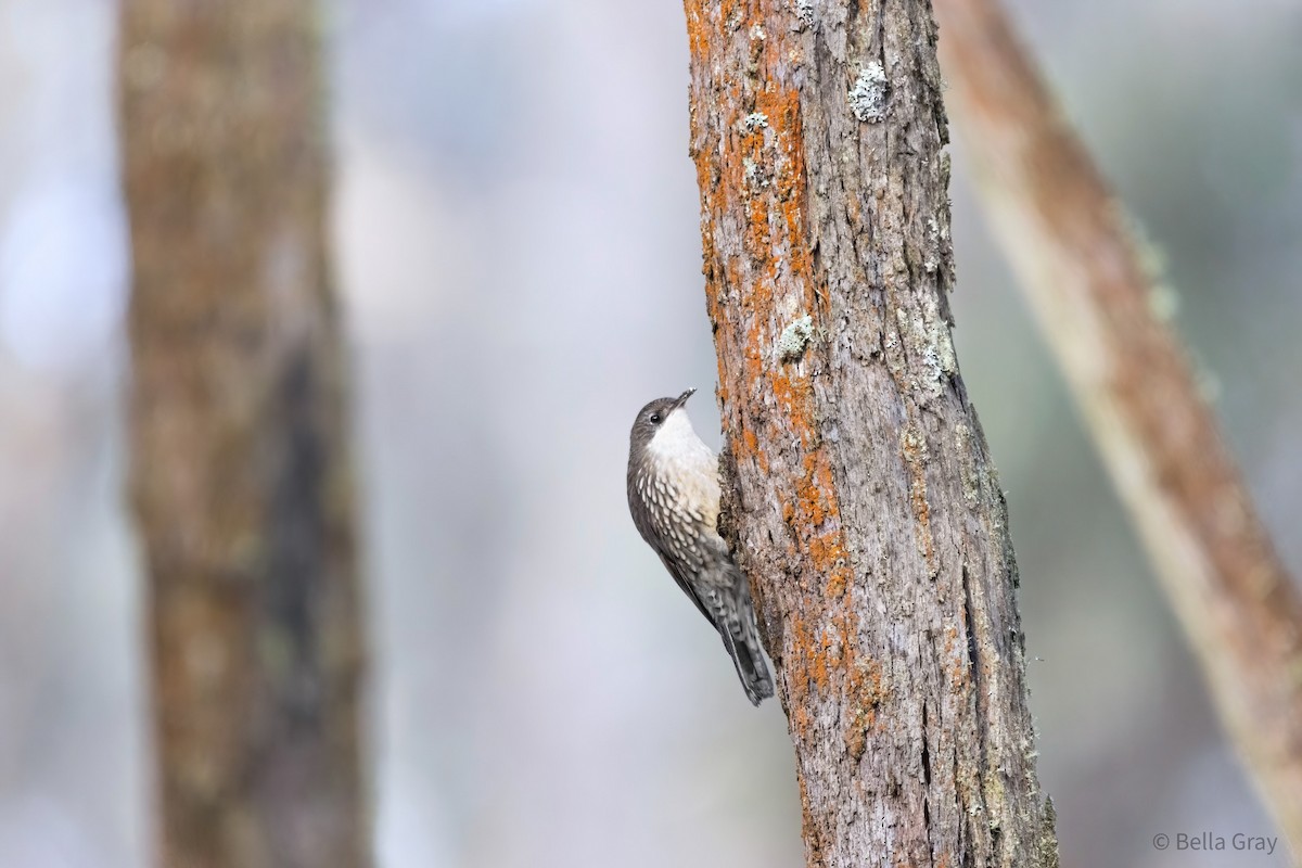 White-throated Treecreeper - ML355592161