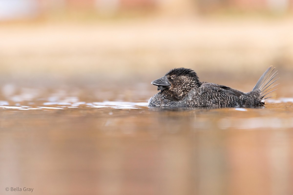 Musk Duck - ML355592731