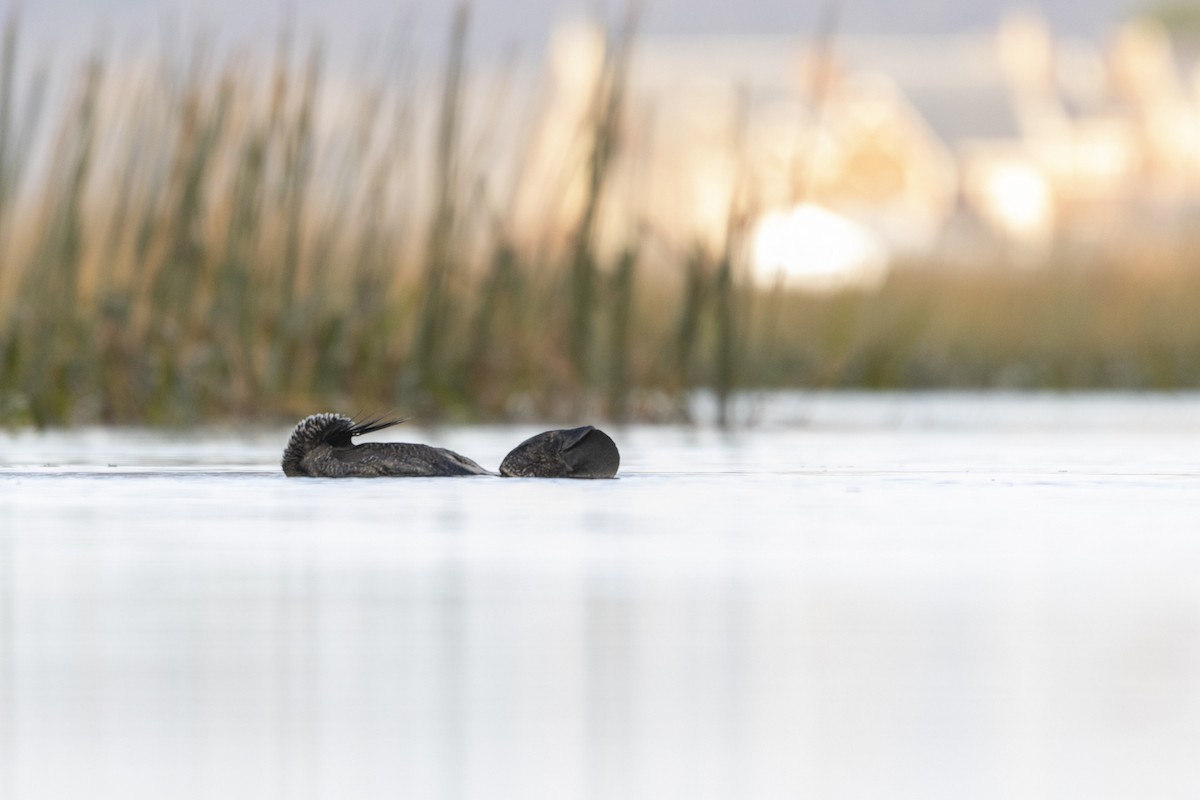 Musk Duck - ML355592741