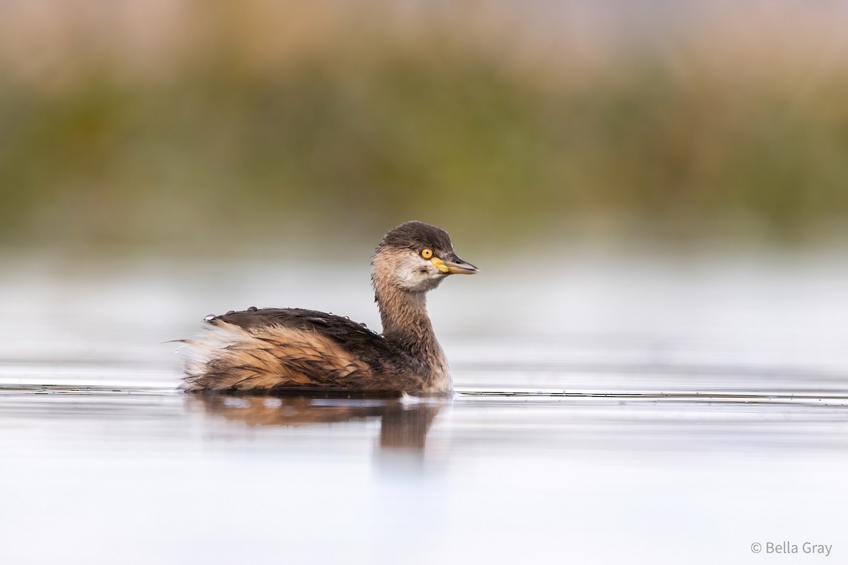 Australasian Grebe - ML355592791