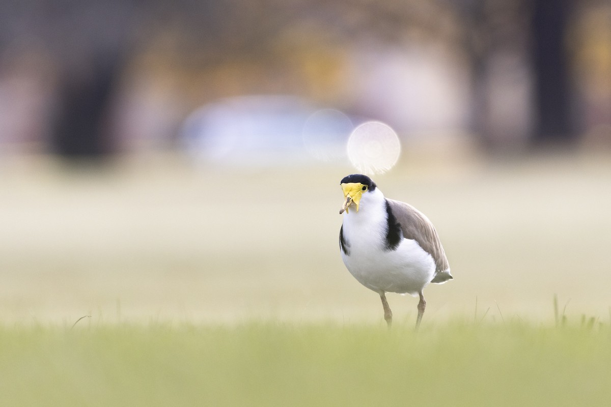 Masked Lapwing - ML355592861