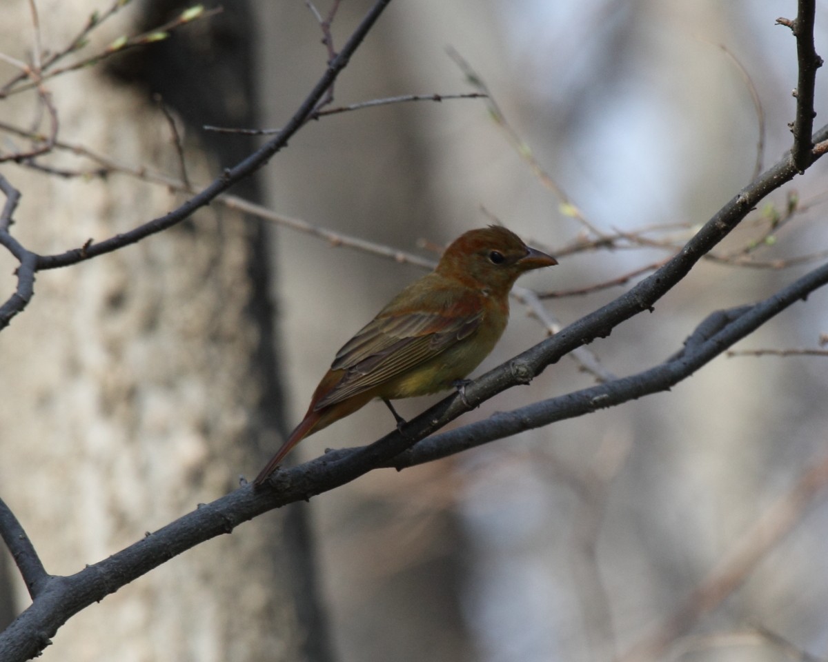 Summer Tanager - ML35559291