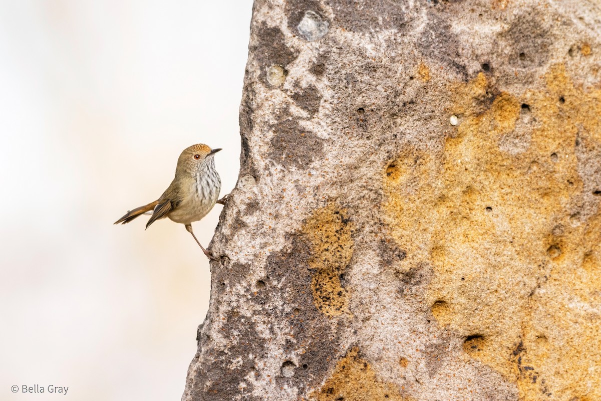 Brown Thornbill - ML355592951