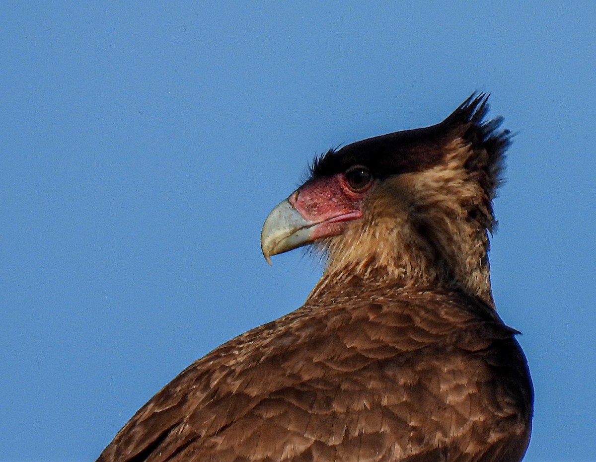 Caracara Carancho (sureño) - ML355593001