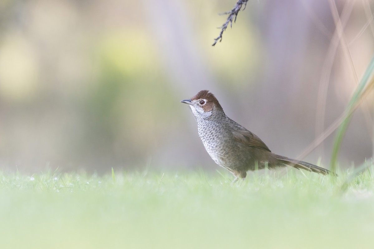 Rufous Bristlebird - ML355593551