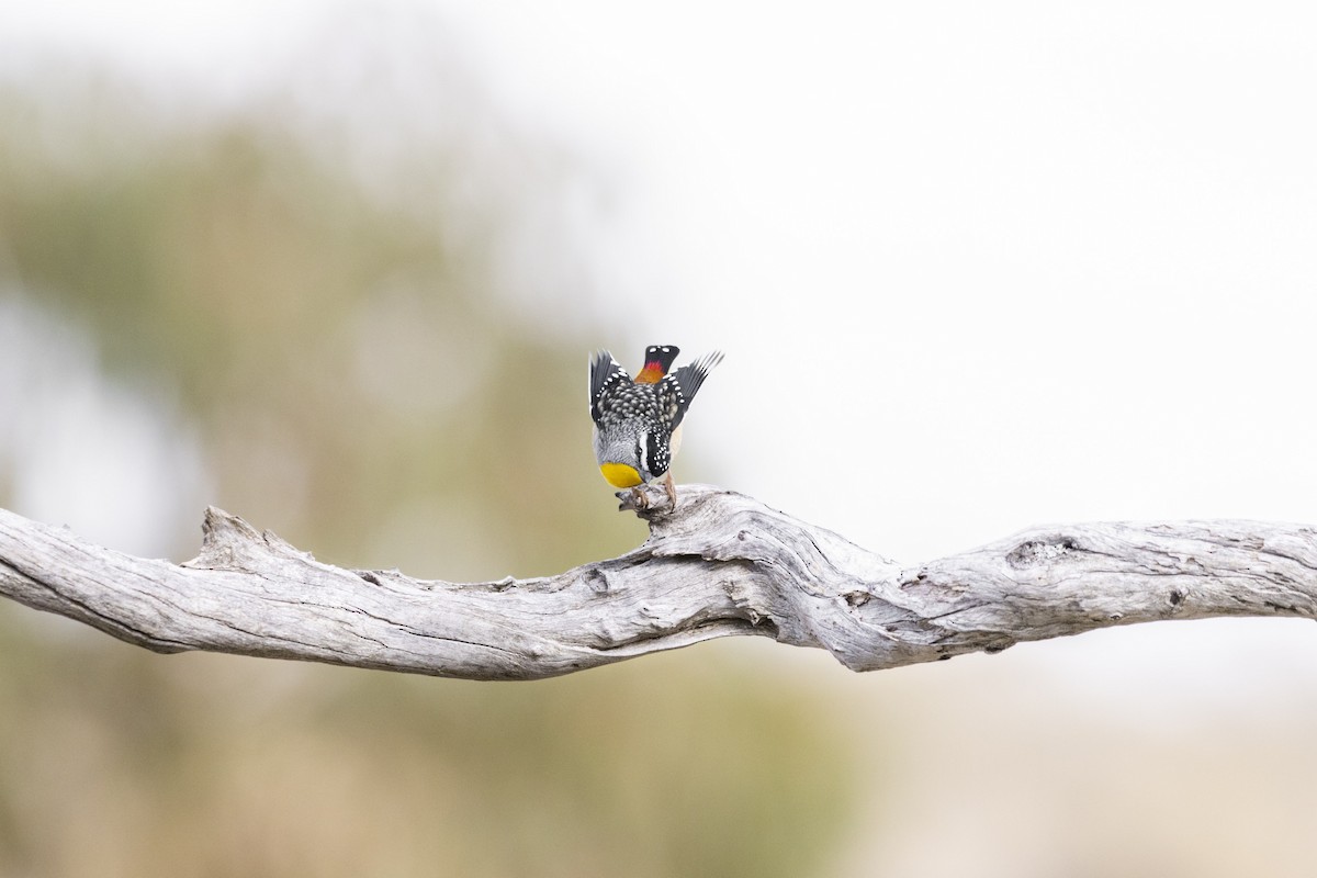 Spotted Pardalote - Bella Gray