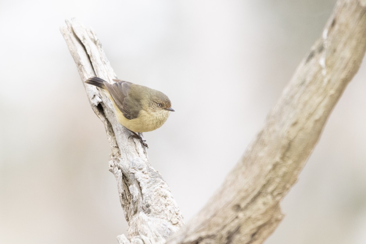 Buff-rumped Thornbill - ML355593941