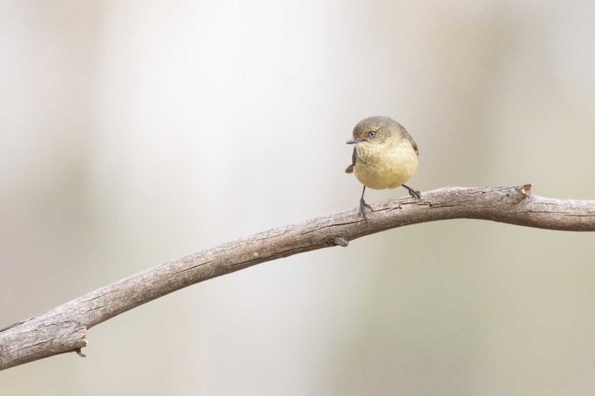 Buff-rumped Thornbill - ML355593971