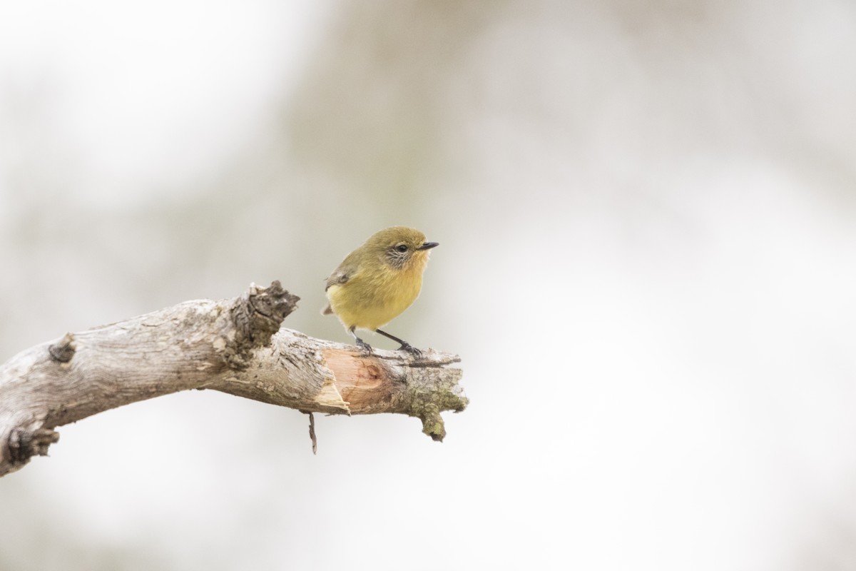 gultornsmett - ML355594001