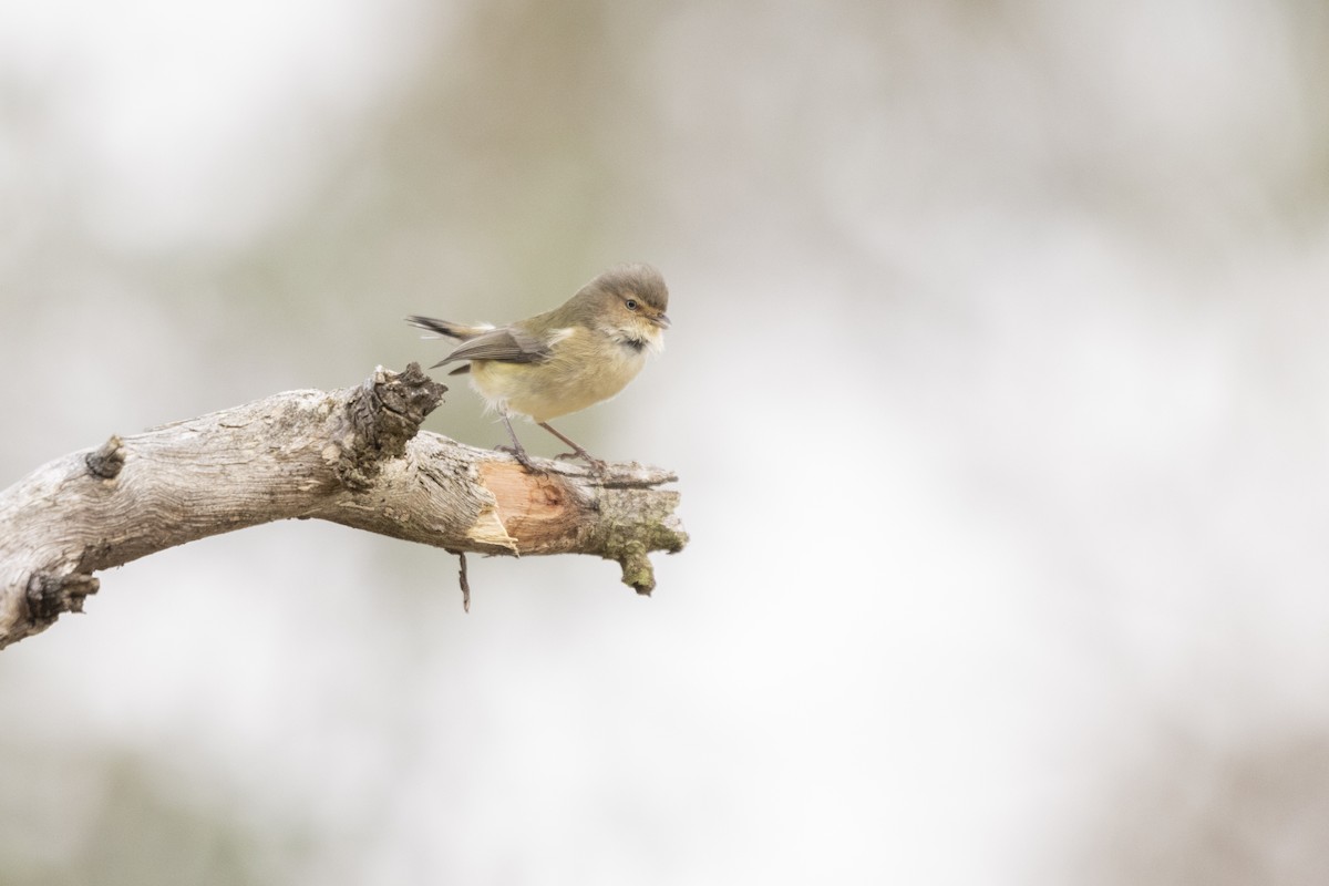 stumpnebb - ML355594221