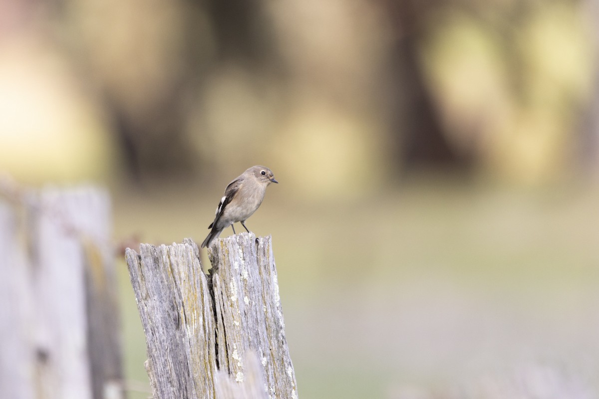 flammeflueskvett - ML355594371