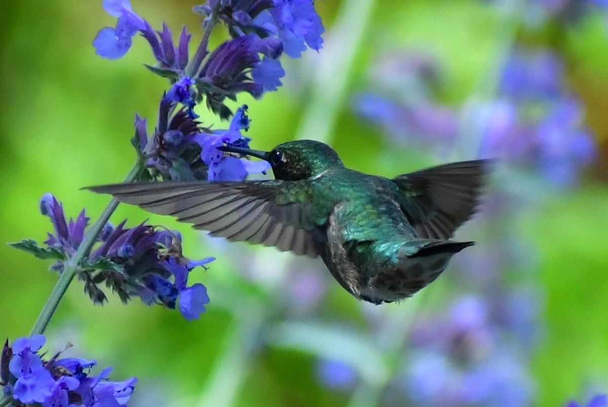 Ruby-throated Hummingbird - Marcel Parent