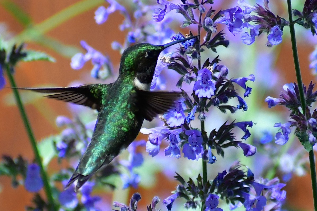 Ruby-throated Hummingbird - Marcel Parent