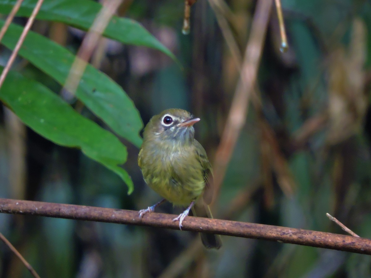 Eye-ringed Tody-Tyrant - Fabio Barata