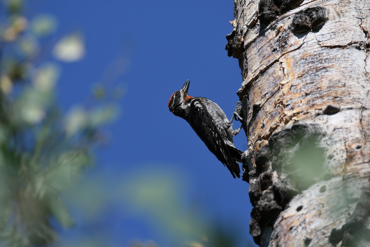 Red-naped Sapsucker - ML355596811