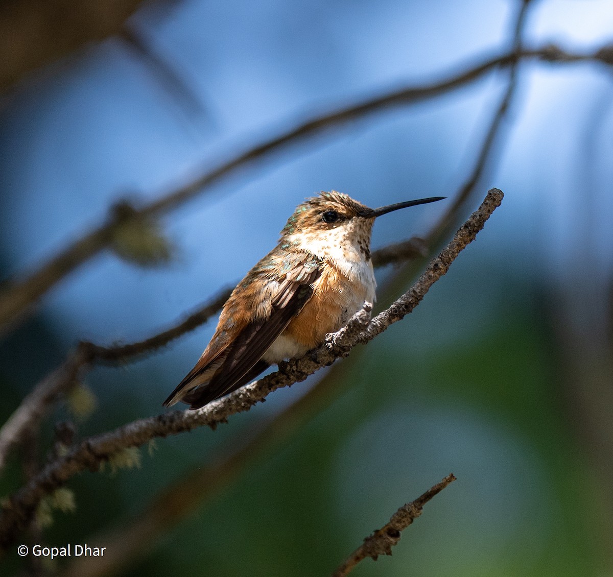 Rufous Hummingbird - ML355598141