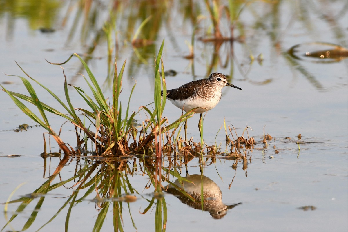 Solitary Sandpiper - ML355600831