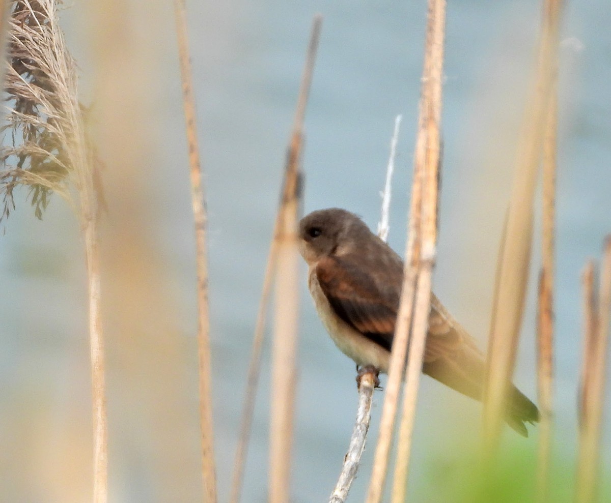 Northern Rough-winged Swallow - ML355602371
