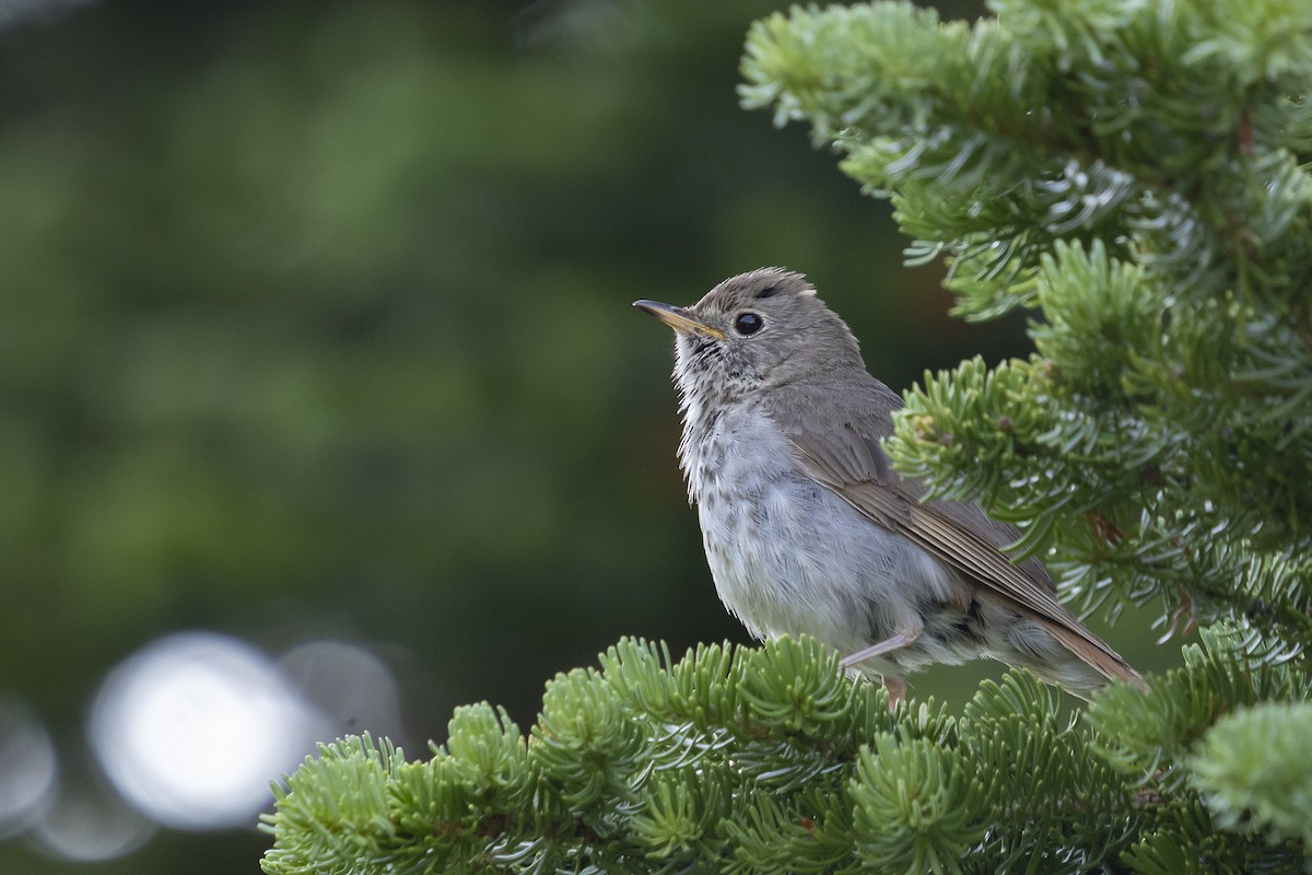 Hermit Thrush - ML355602781