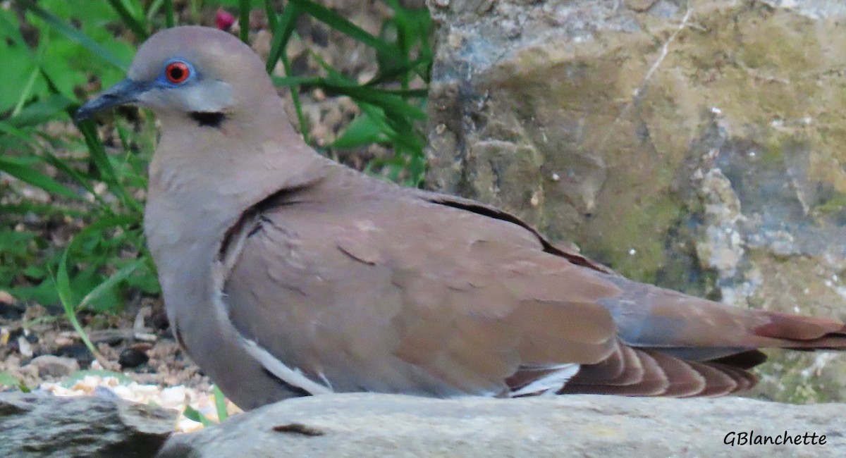 White-winged Dove - ML355602861