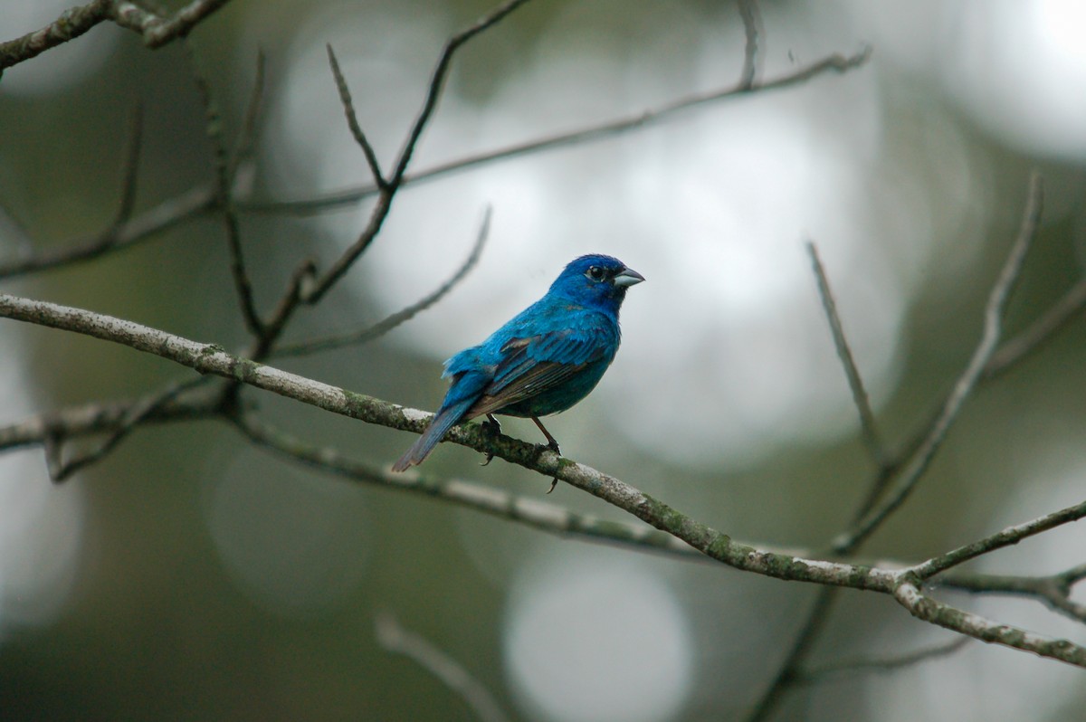 Indigo Bunting - ML355603011