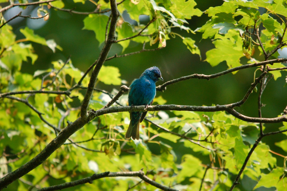 Indigo Bunting - ML355603121