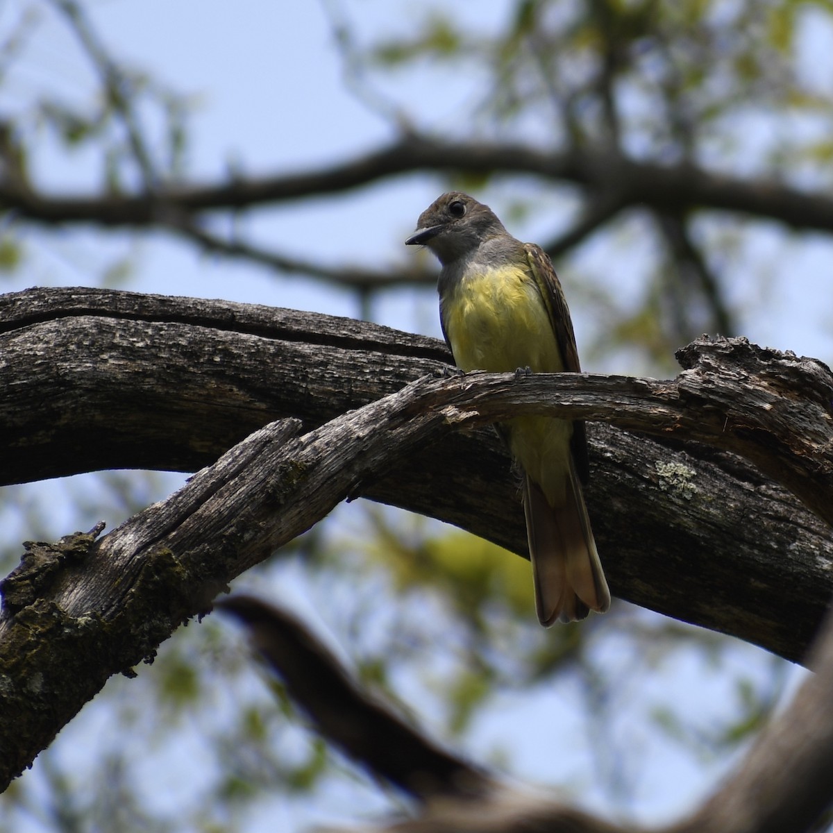 Great Crested Flycatcher - ML355603221