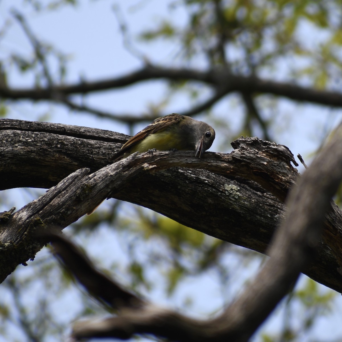 Great Crested Flycatcher - ML355603231