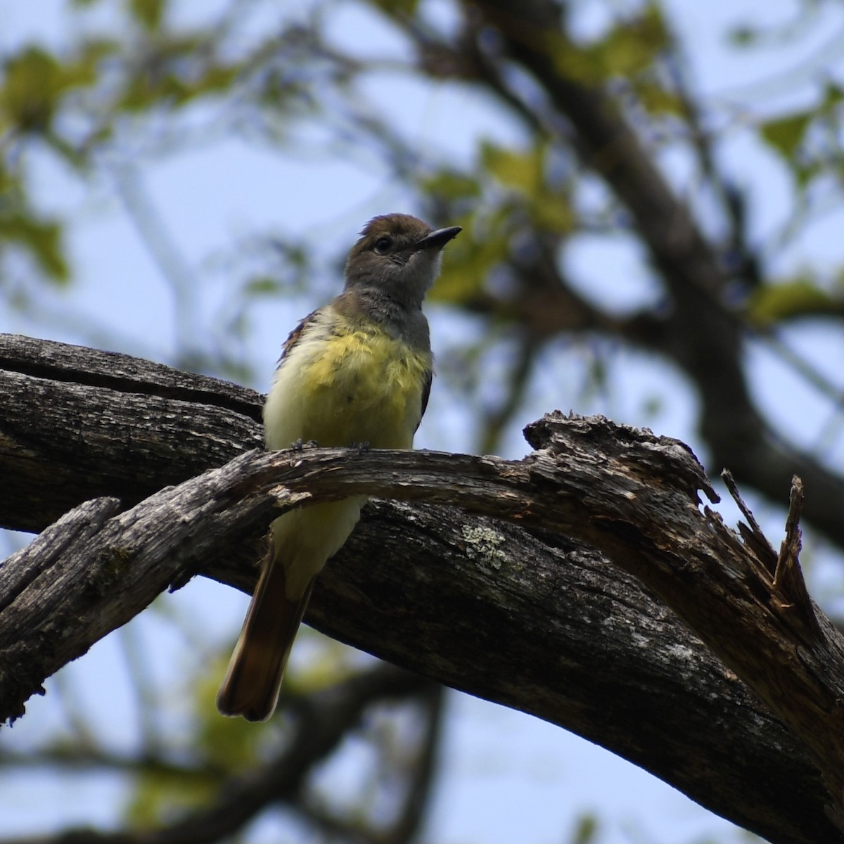 Great Crested Flycatcher - ML355603241