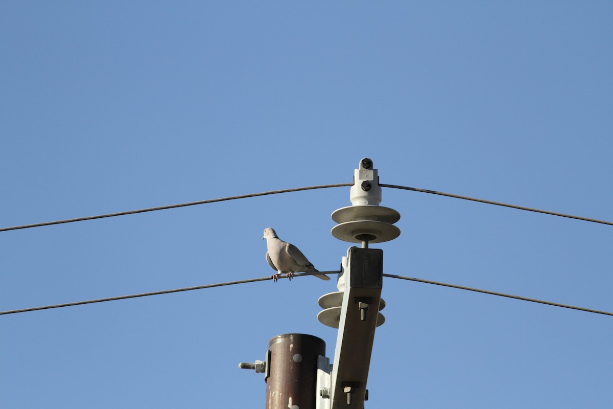 Eurasian Collared-Dove - ML355603711