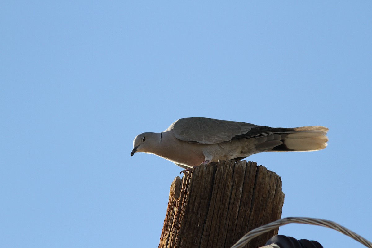 Eurasian Collared-Dove - ML355603791