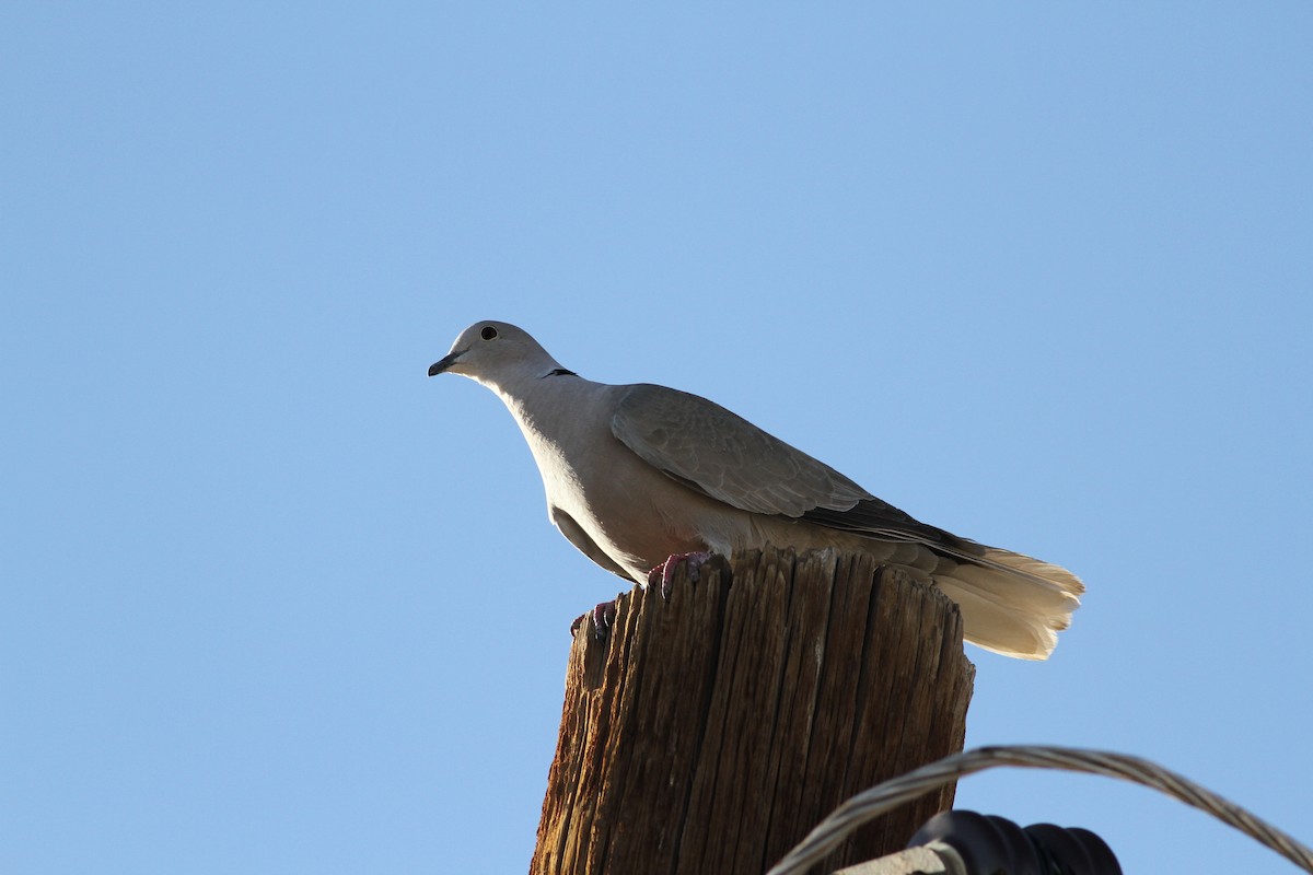 Eurasian Collared-Dove - ML355603801