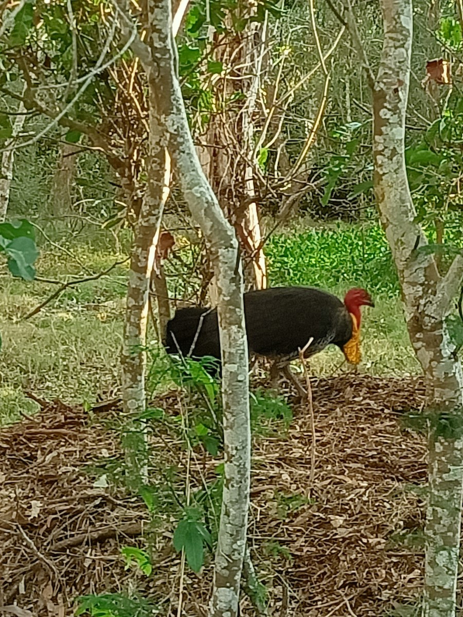 Australian Brushturkey - ML355604611