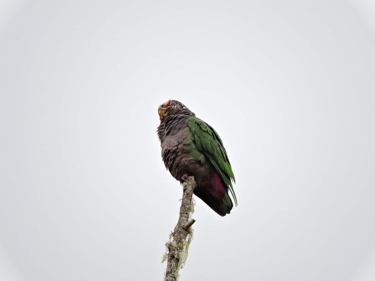 Speckle-faced Parrot - ML355605611