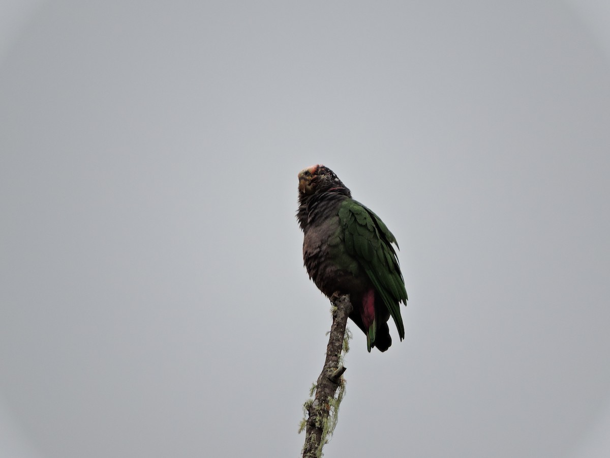Speckle-faced Parrot - ML355605701
