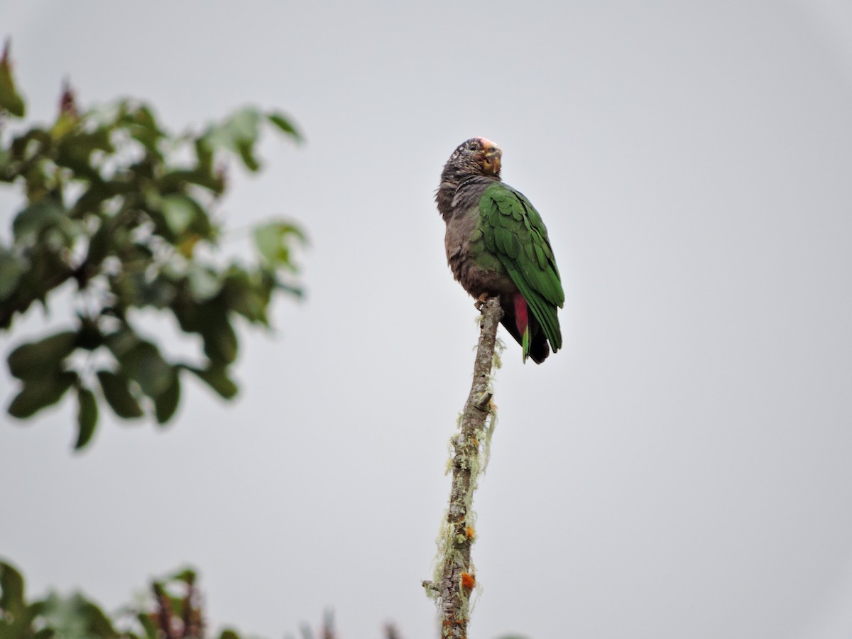 Speckle-faced Parrot - ML355605771