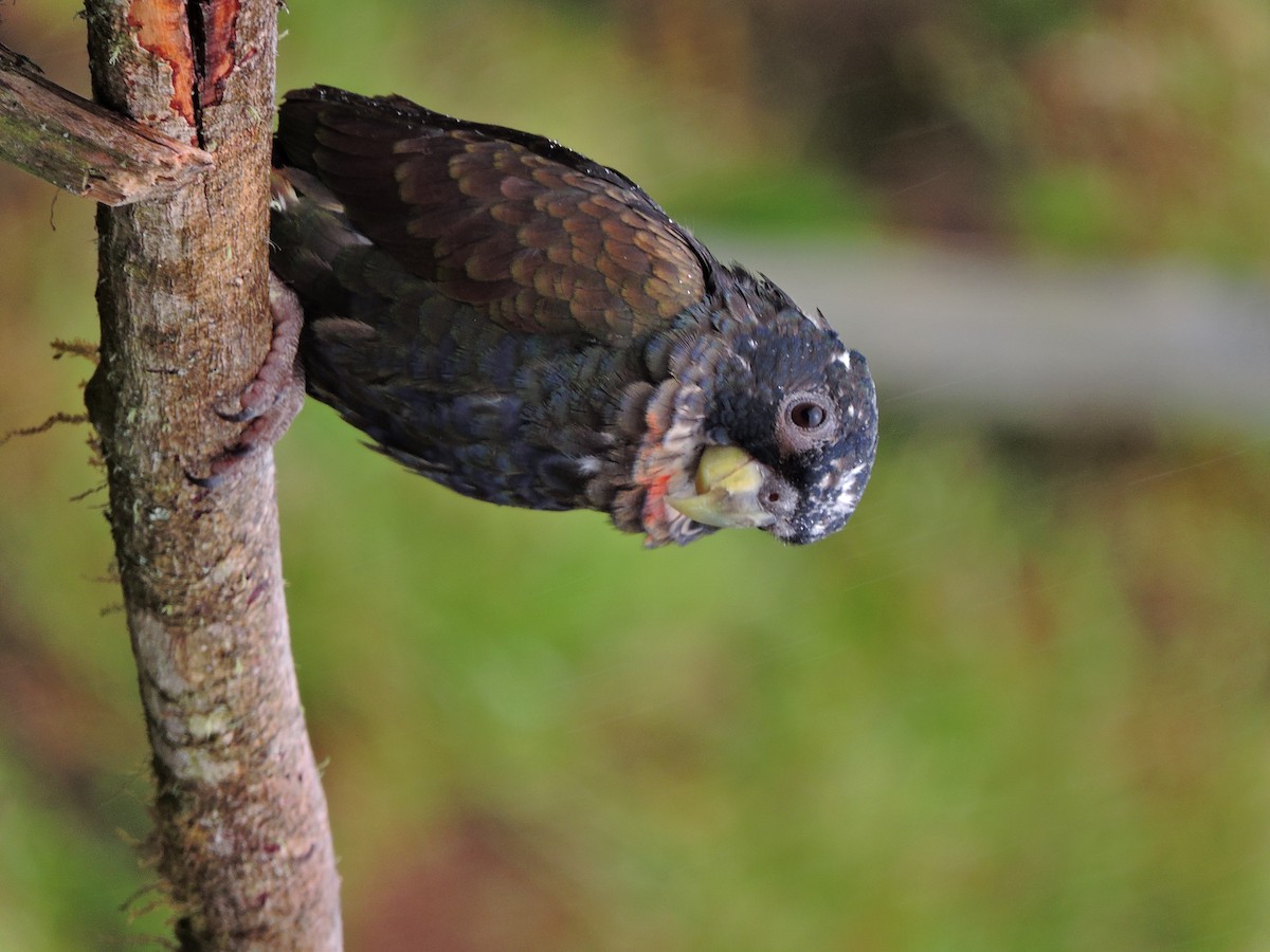 Bronze-winged Parrot - ML355605801