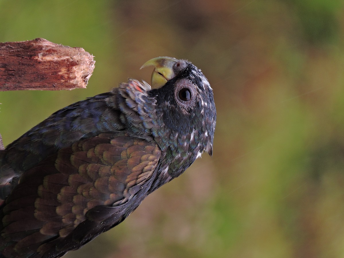 Bronze-winged Parrot - ML355605811