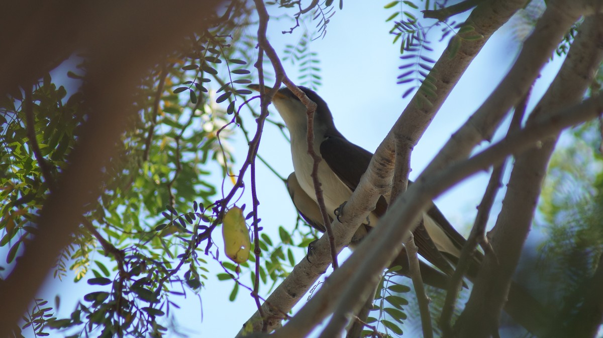 Yellow-billed Cuckoo - ML355608551