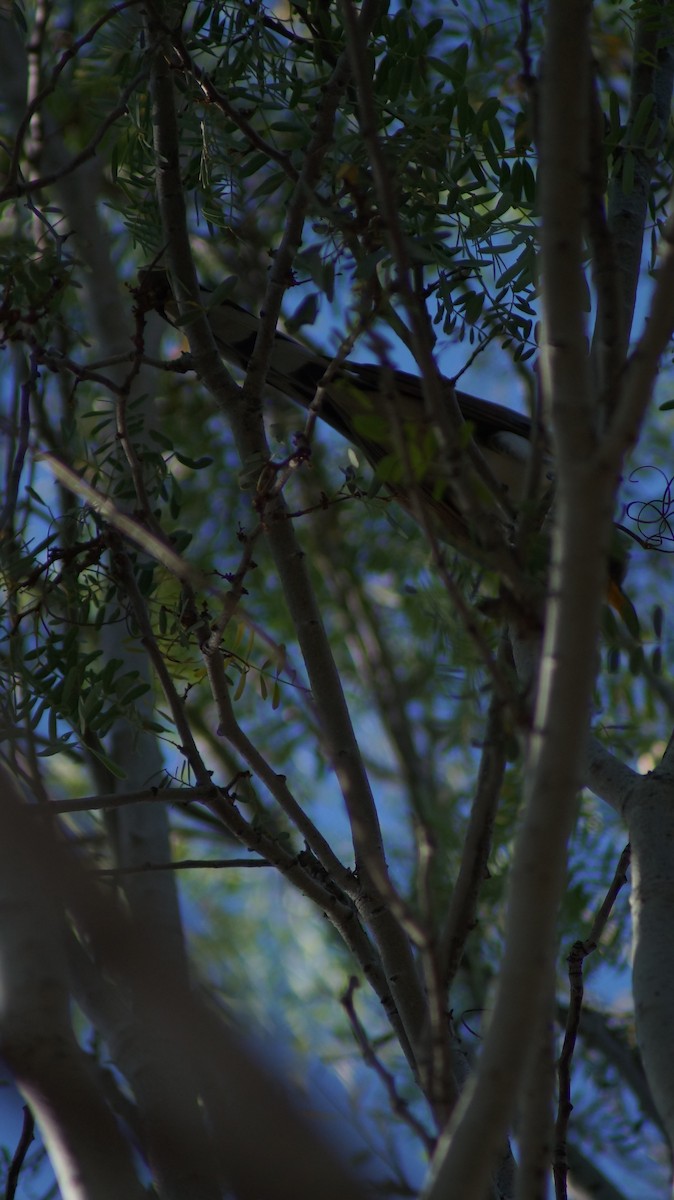 Yellow-billed Cuckoo - ML355608571