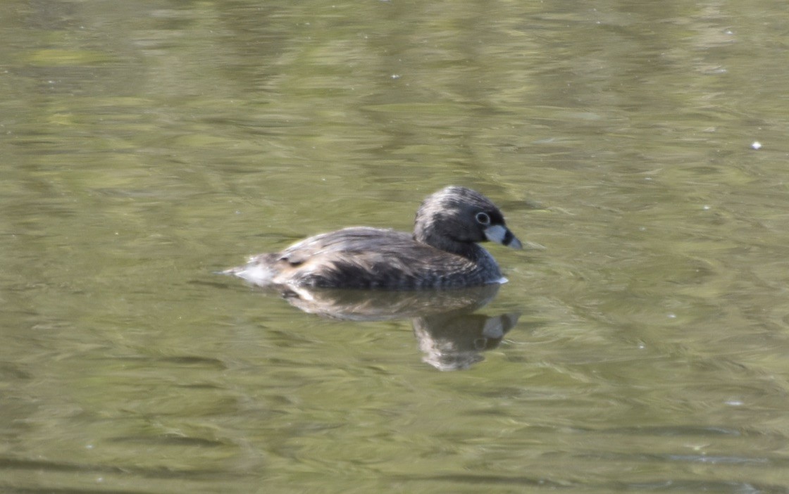 Pied-billed Grebe - ML355608581