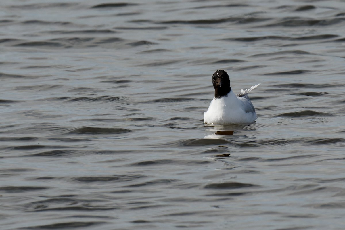 Mouette pygmée - ML355615231