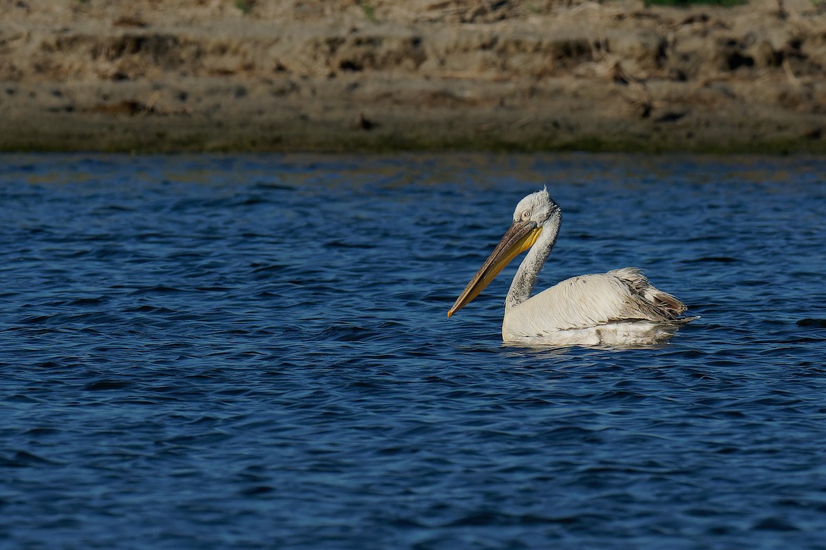 Dalmatian Pelican - ML355615571